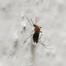 Repellenti Insetti
